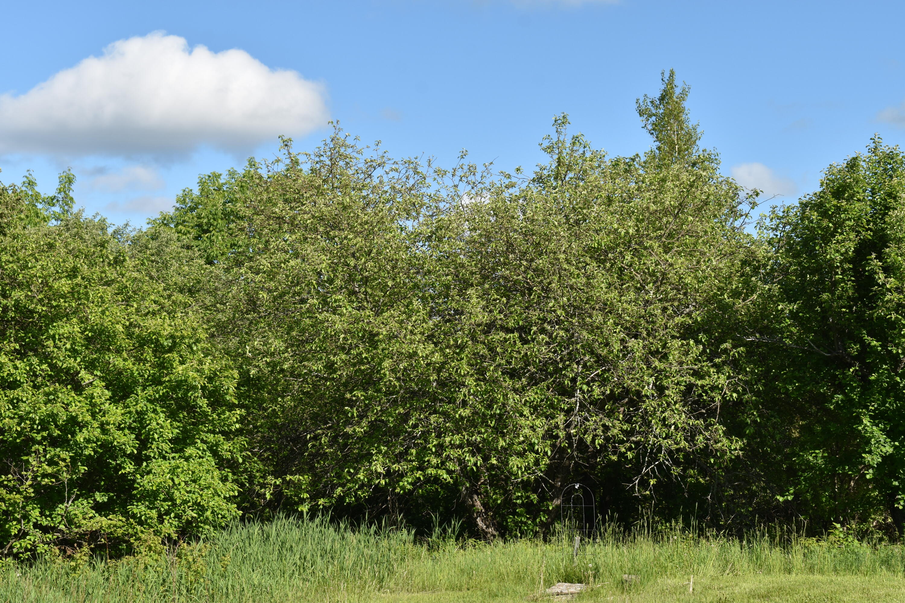 1053 Tar Ridge Road Springfield, ME 04487 - Photo 23 of 37 DSC_0161