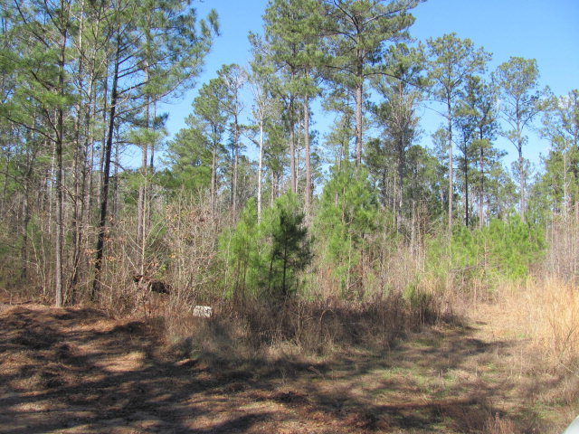 A1 Treadwell Road, Unit A1 Forsyth, GA 31029 - Photo 1 of 5 a view of a forest that has large trees