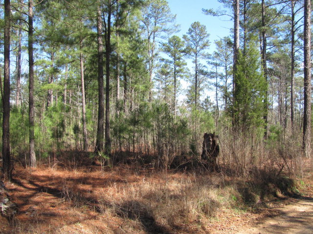 A1 Treadwell Road, Unit A1 Forsyth, GA 31029 - Photo 3 of 5 a view of forest