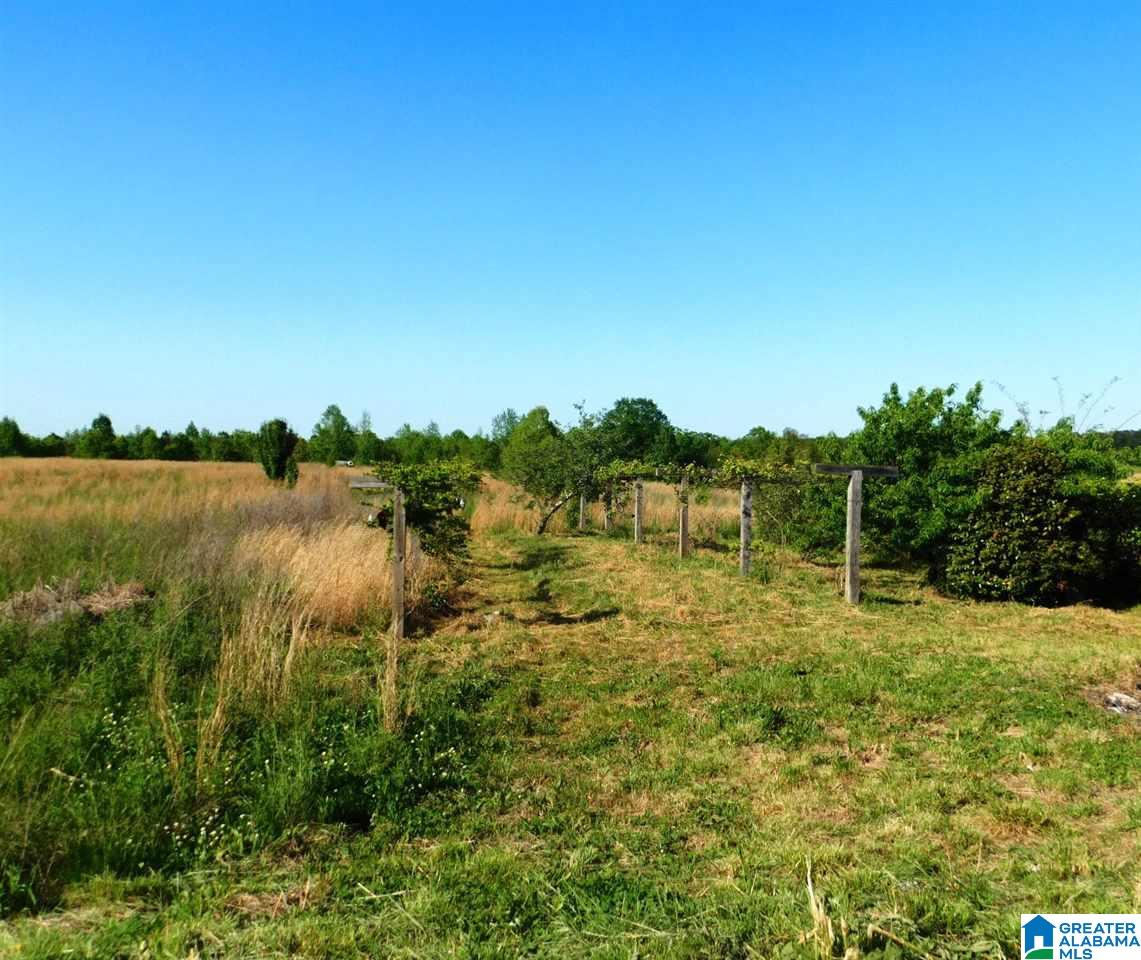 7805 Highway 24 Oneonta Al Oneonta, AL 35121 - Photo 35 of 42