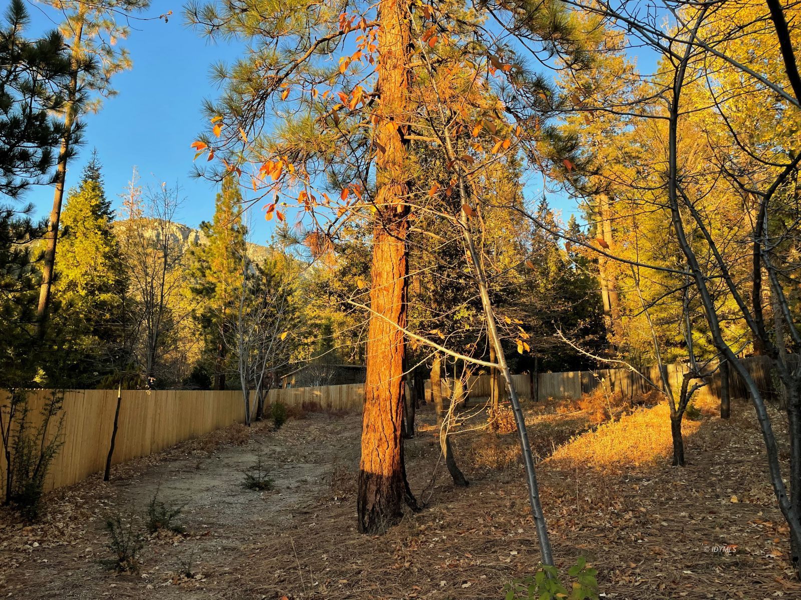 Fern Valley Road Idyllwild, CA 92549 - Photo 1 of 4 a backyard of a house with lots of green space