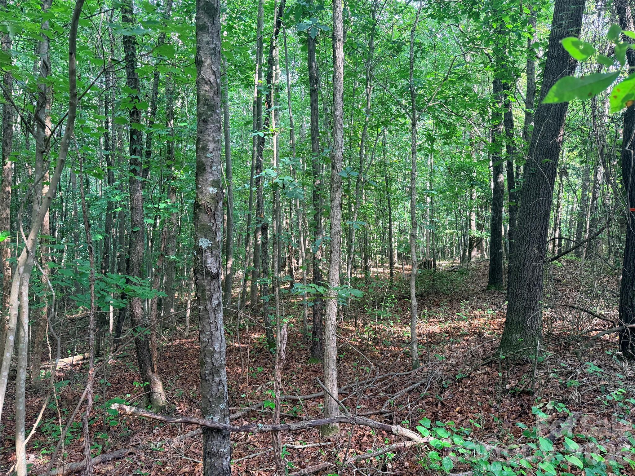 Lot 3 Schenck Farm Road Lawndale, NC 28090 - Photo 3 of 13