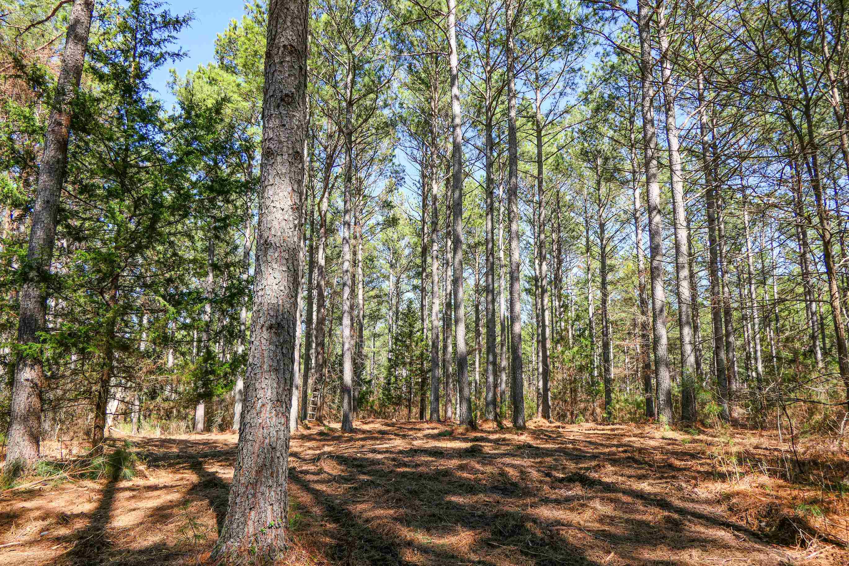 0 Asbury Road Pacolet, SC 29372 - Photo 7 of 10