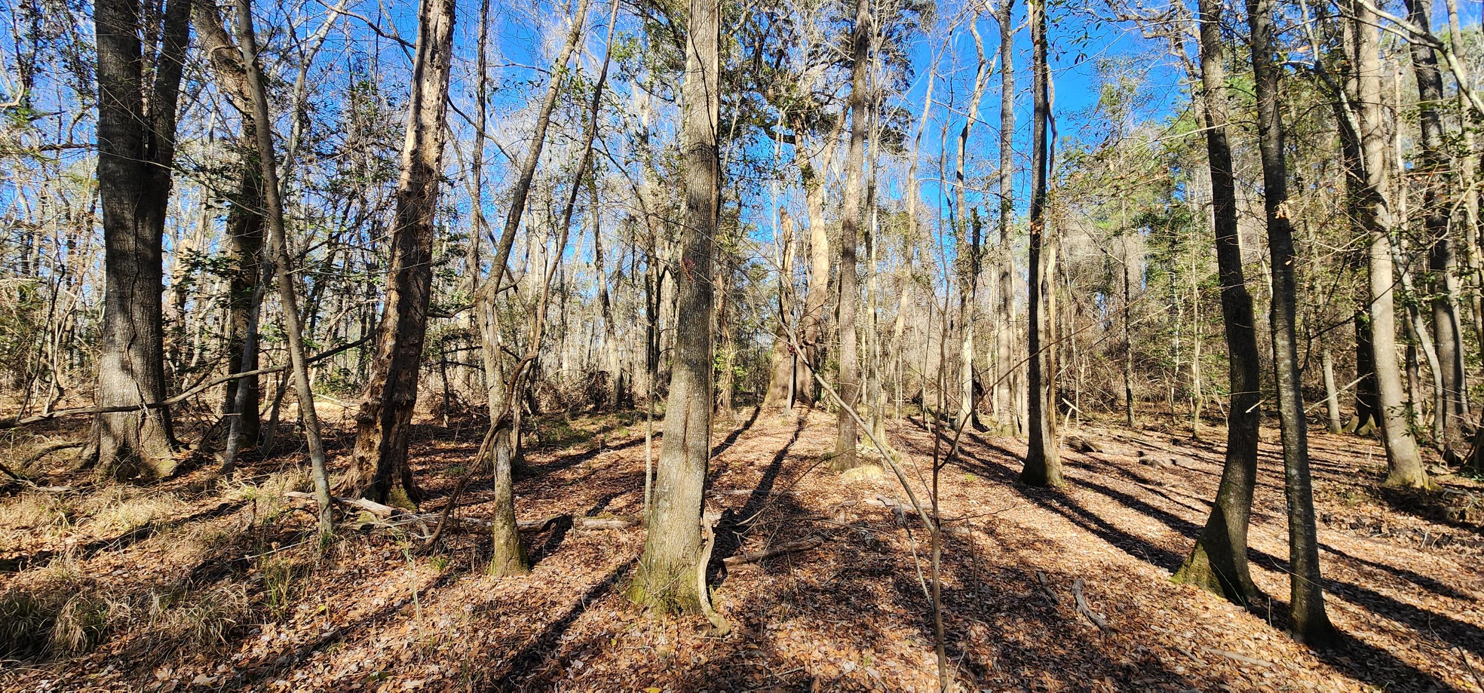 0 Bama Road Cottageville, SC 29435 - Photo 11 of 38 20260127_140617