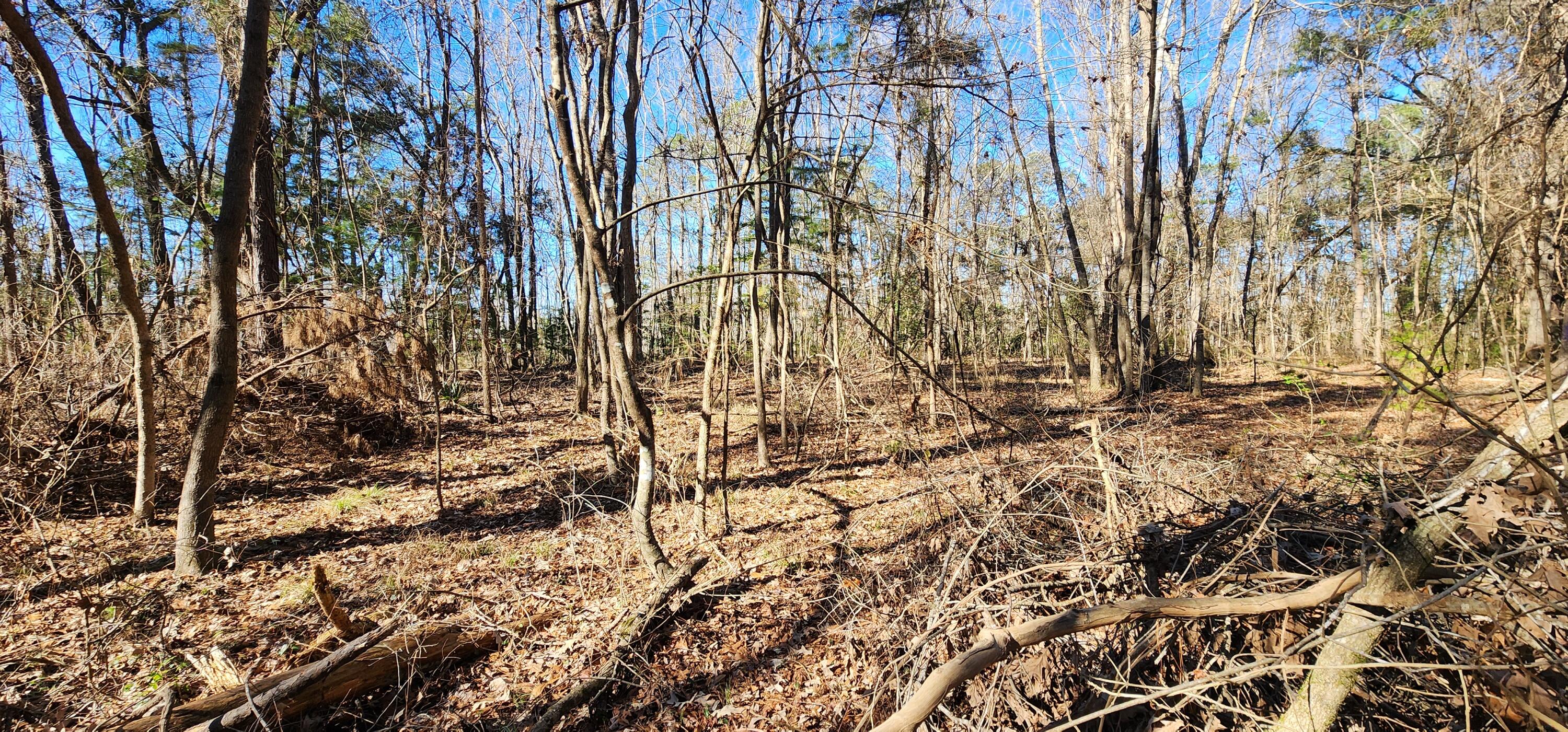0 Bama Road Cottageville, SC 29435 - Photo 13 of 38 20260127_140703