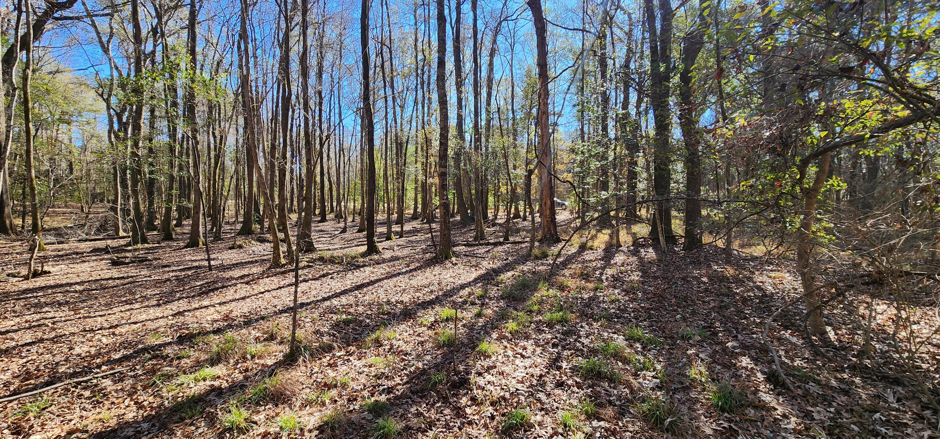0 Bama Road Cottageville, SC 29435 - Photo 14 of 38 20260127_140717