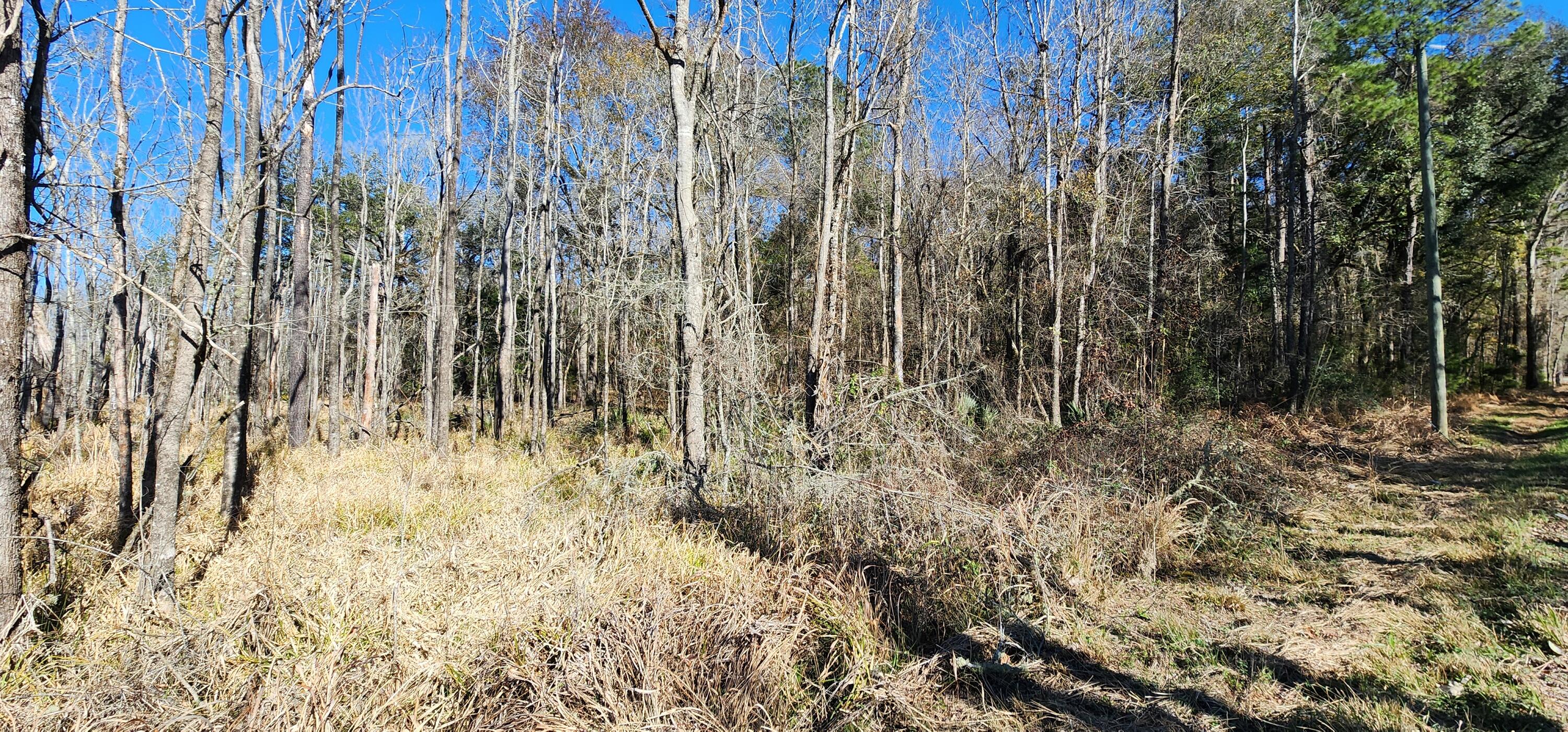 0 Bama Road Cottageville, SC 29435 - Photo 16 of 38 20260127_141022