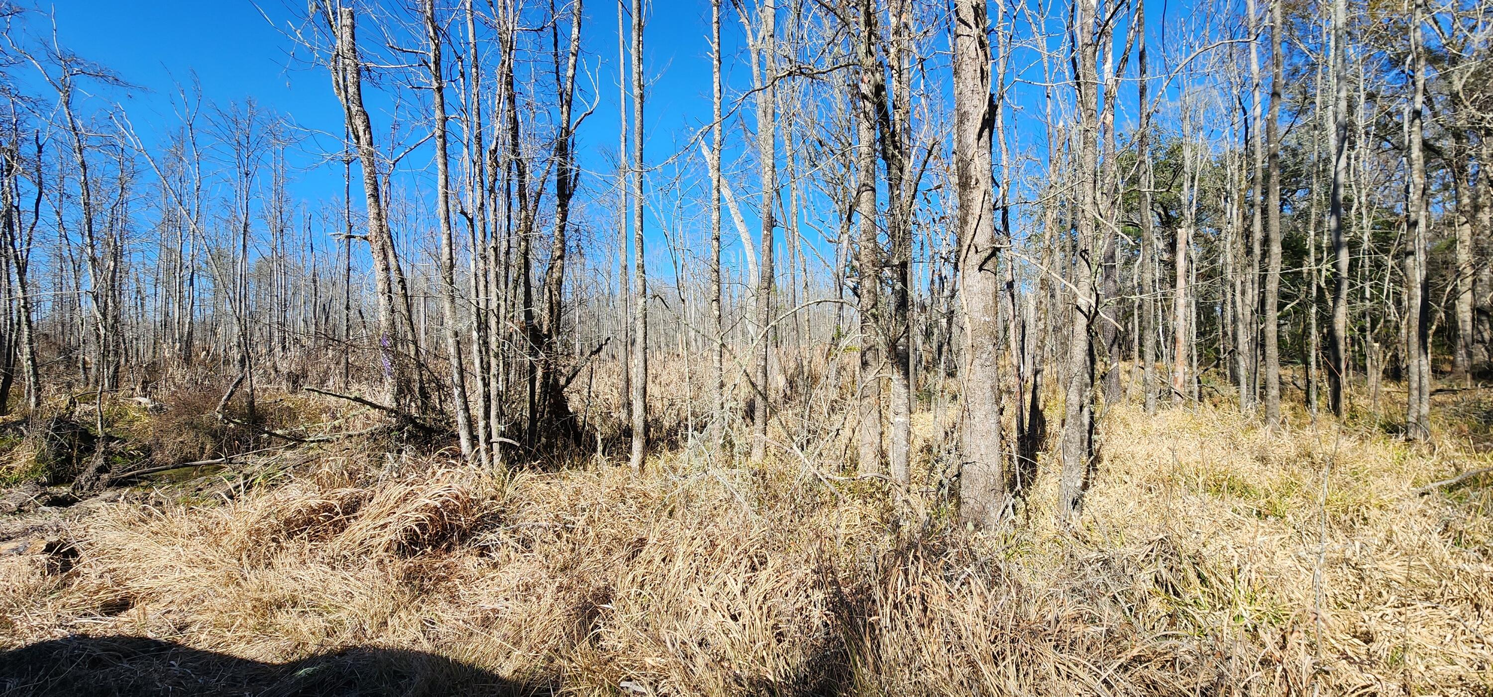 0 Bama Road Cottageville, SC 29435 - Photo 17 of 38 20260127_141029