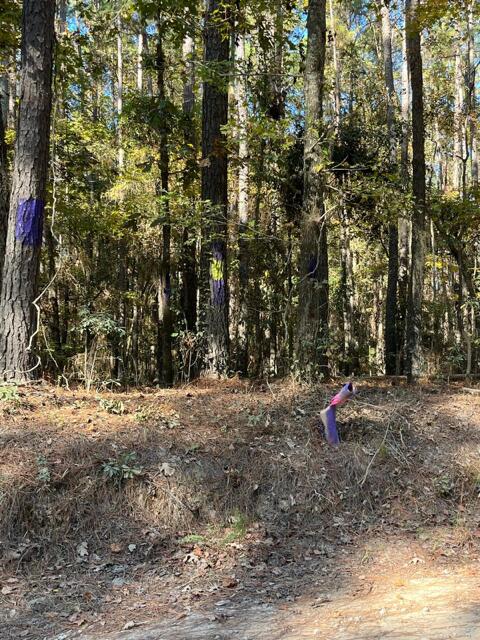 0 Bama Road Cottageville, SC 29435 - Photo 19 of 38 unnamed (1)