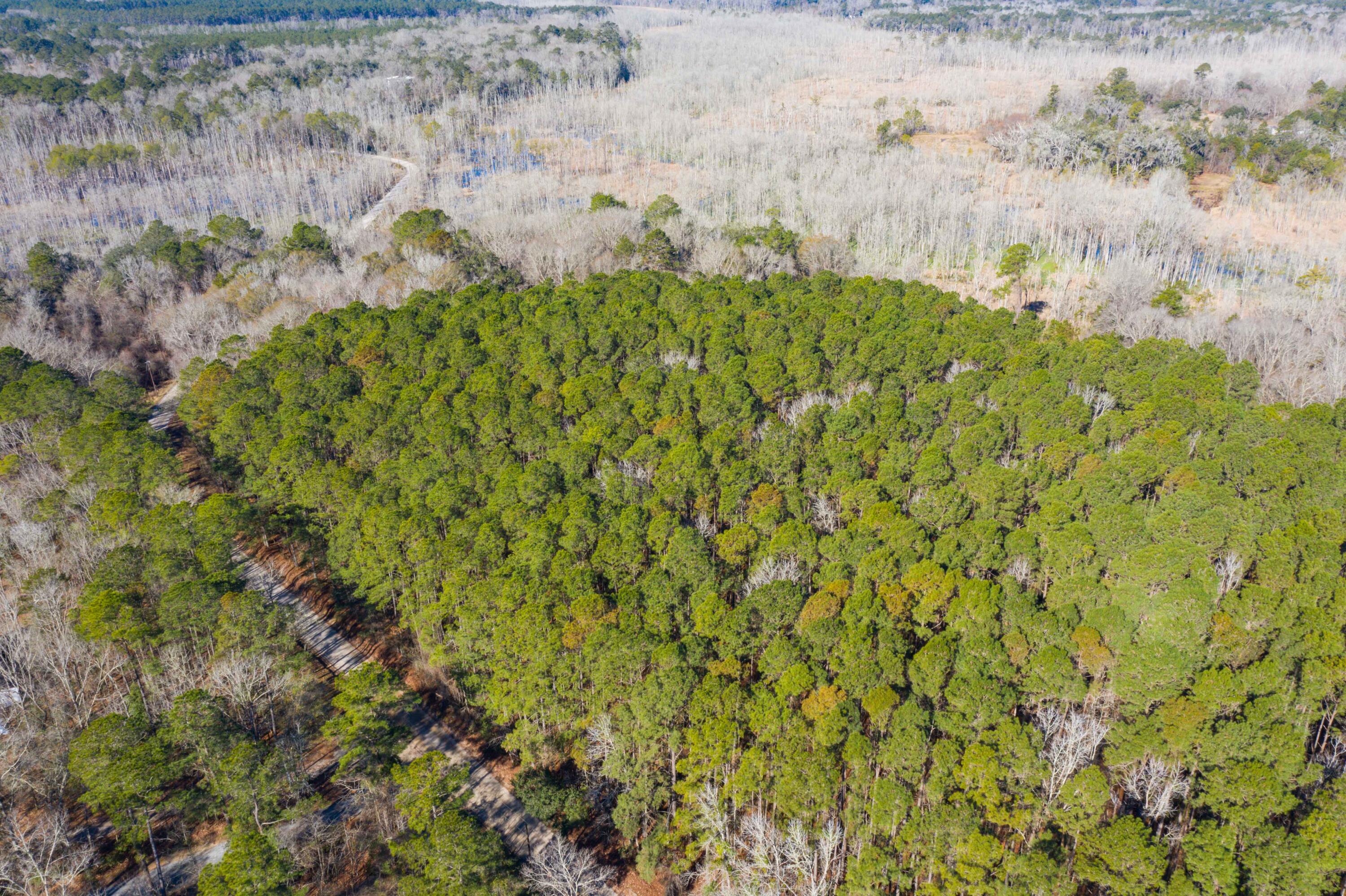 0 Bama Road Cottageville, SC 29435 - Photo 2 of 38 DJI_0010