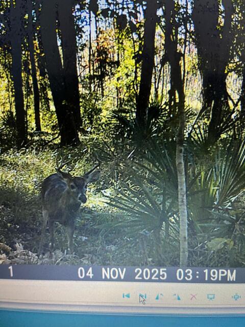 0 Bama Road Cottageville, SC 29435 - Photo 7 of 38 image (4)