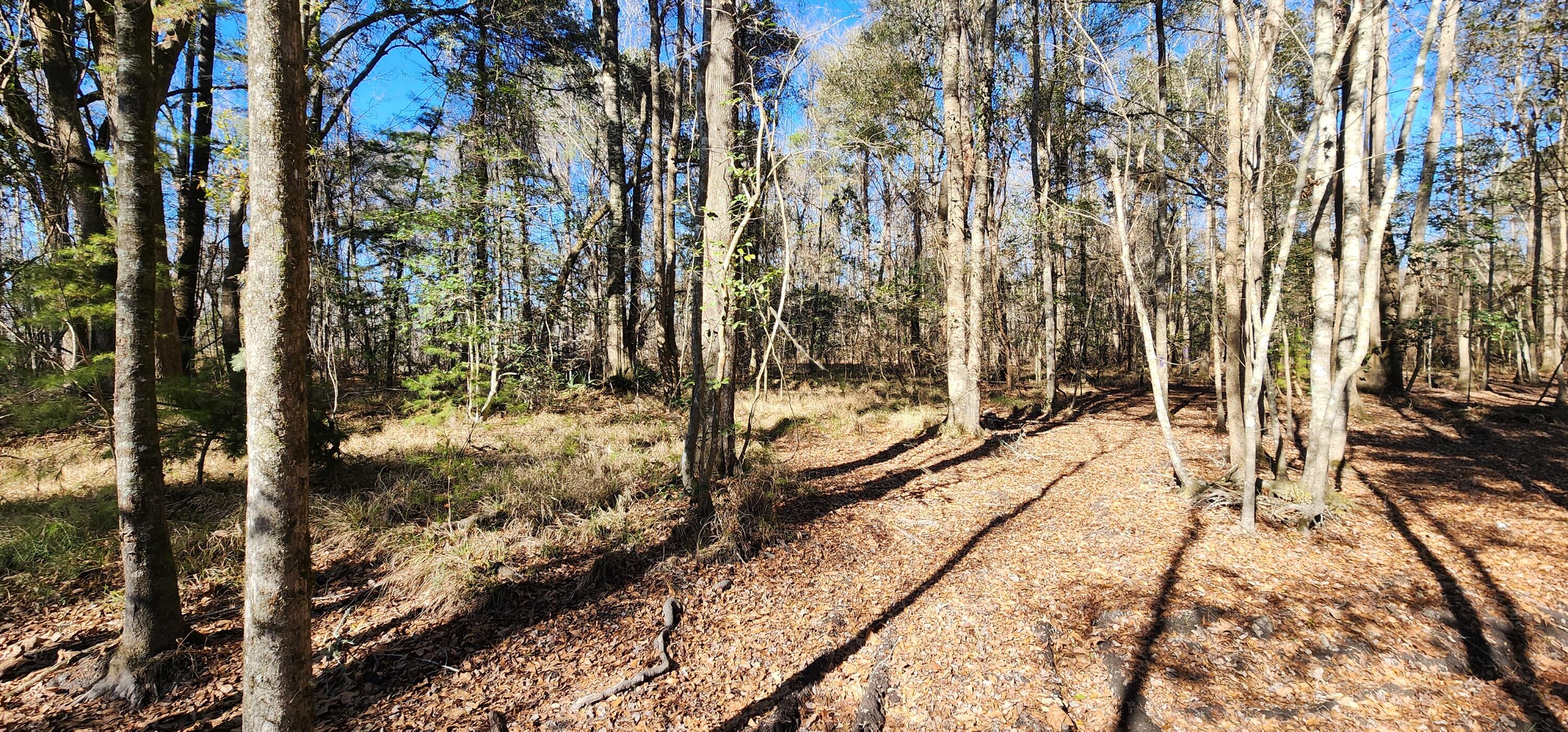 0 Bama Road Cottageville, SC 29435 - Photo 8 of 38 20260127_140513