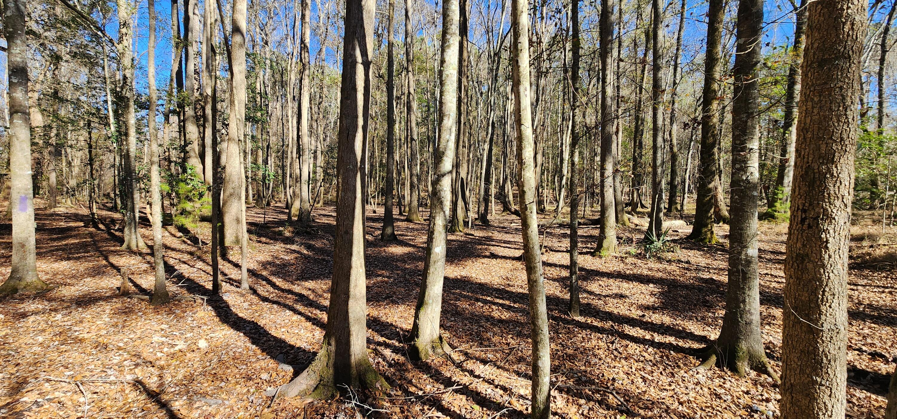 0 Bama Road Cottageville, SC 29435 - Photo 9 of 38 20260127_140527