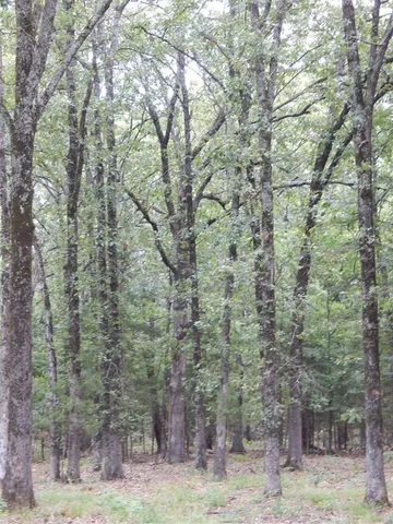 a backyard of a house with lots of trees