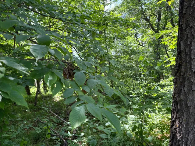 $10,000 | 399-xx Oriole Court, Browerville, MN 56438