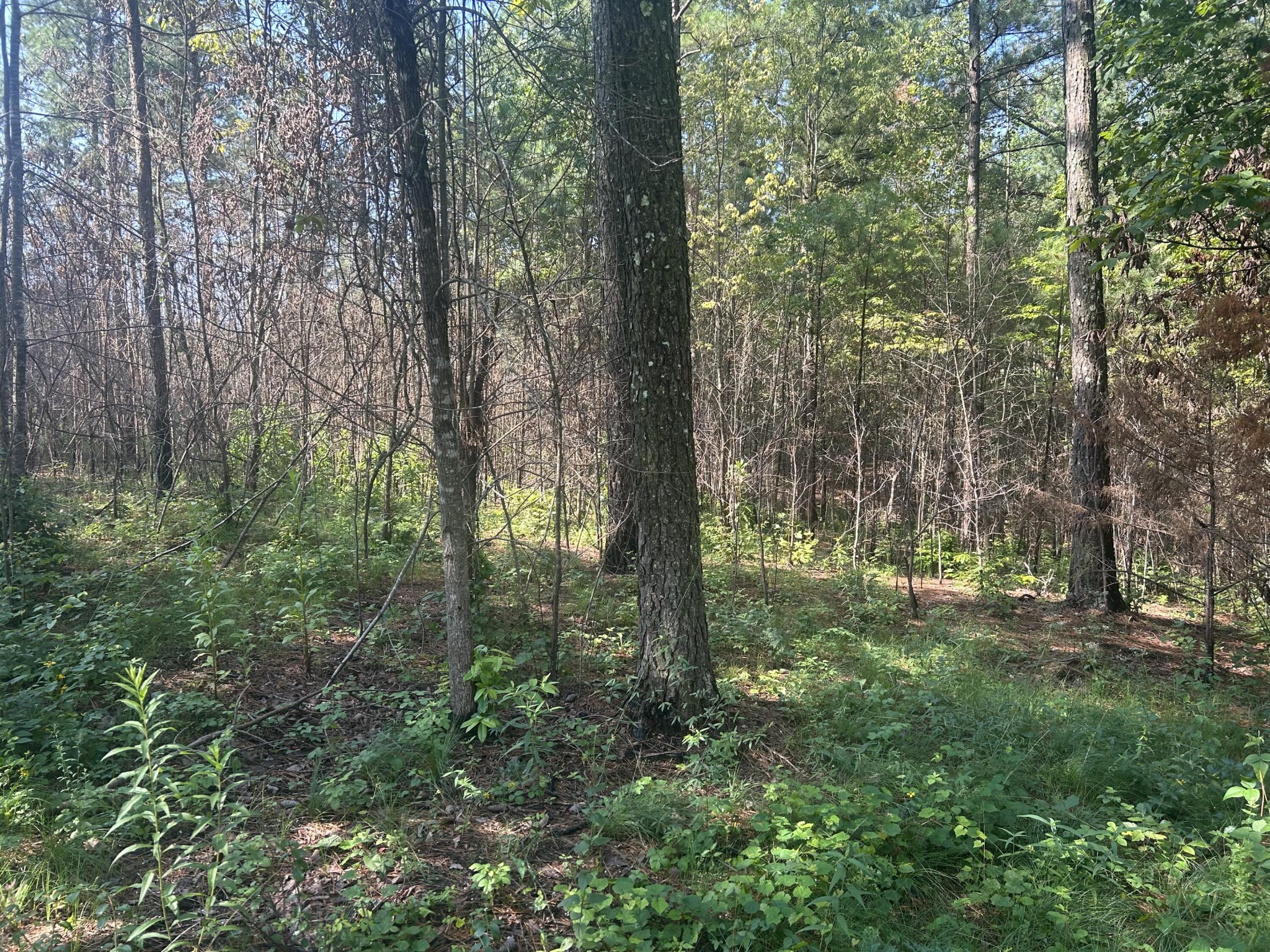 520 Buck Crossing Way Guild, TN 37340 - Photo 10 of 19 Gallery Image 10