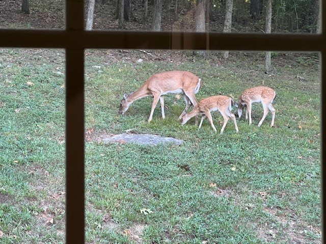 1604 Becca Lane Columbia, TN 38401 - Photo 52 of 54 a backyard of a house with table and chairs