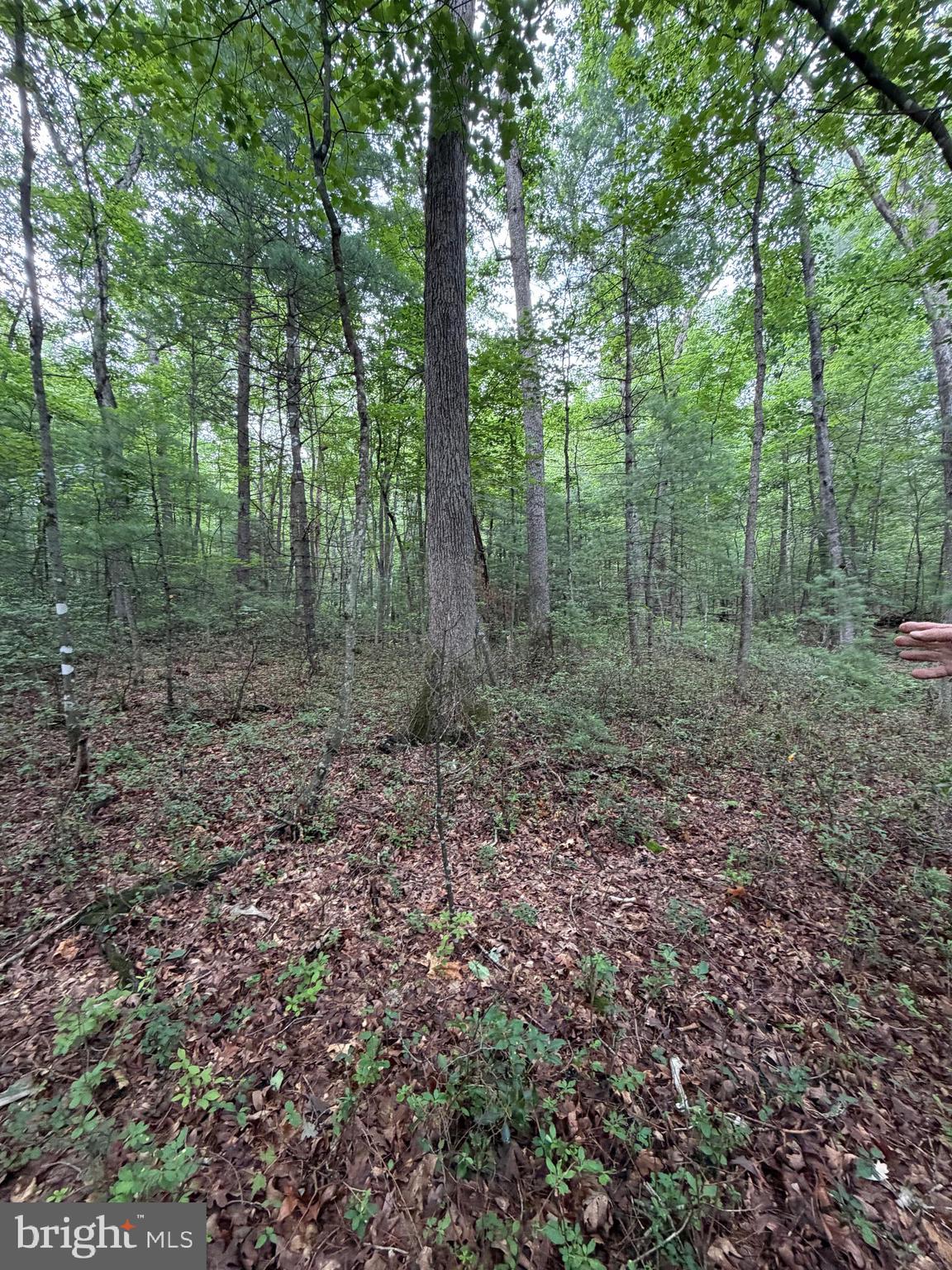 Lot 8-2ac Lot 8-2ac Grizzly Road Mathias, WV 26812 - Photo 18 of 18