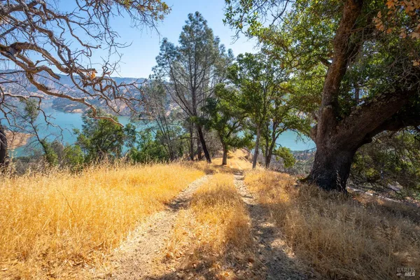 a view of a yard with a tree