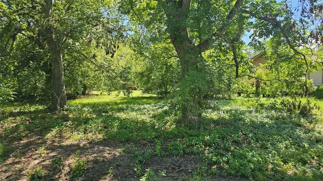 a view of a lush green forest
