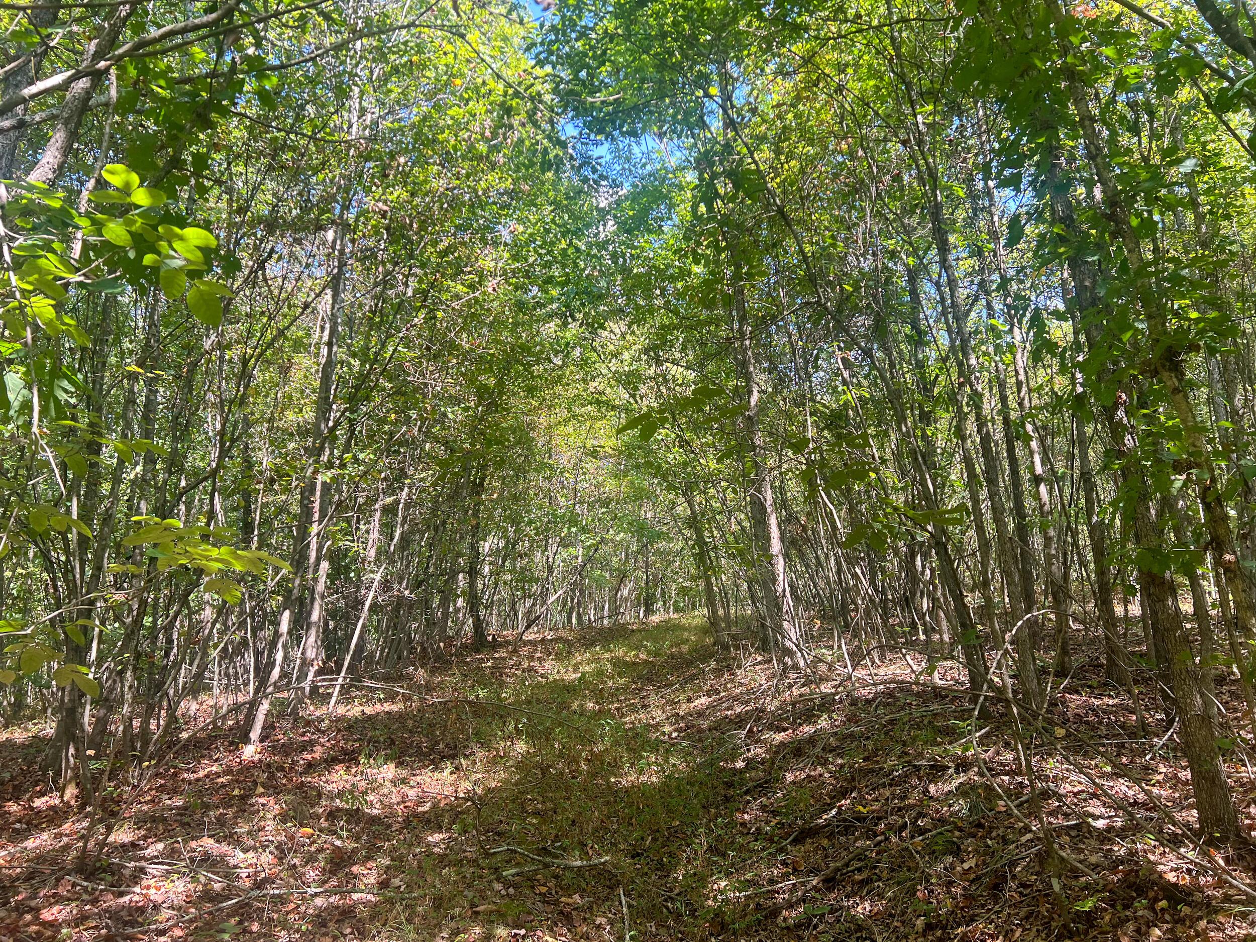 3 Mt Carmel Road Vinton, OH 45686 - Photo 12 of 14 IMG_7866