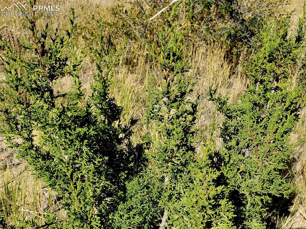 650 County Road Rye, CO 81069 - Photo 5 of 27 a view of a lush green field