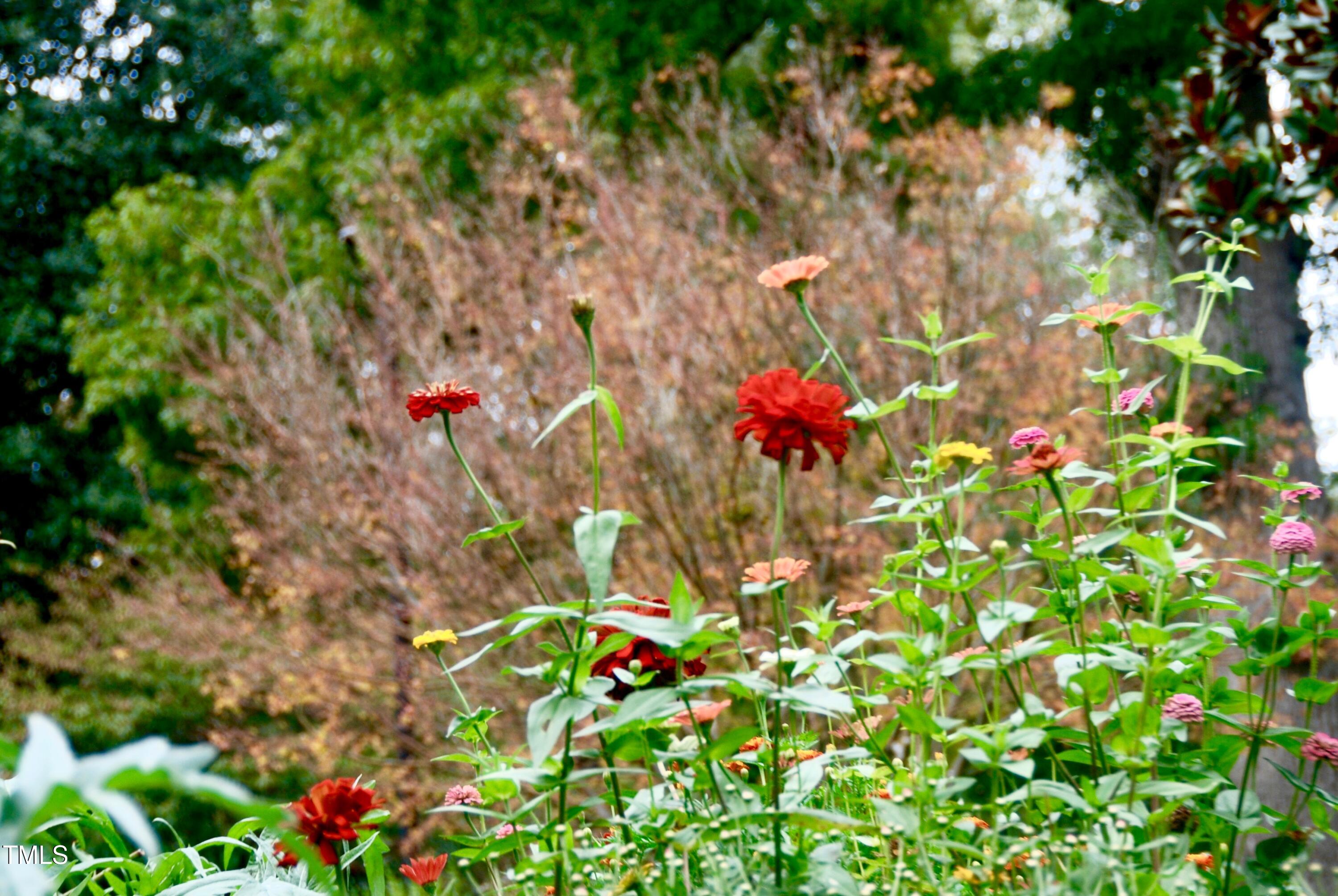 1908 Smallwood Drive Raleigh, NC 27605 - Photo 28 of 30 a picture of flowers