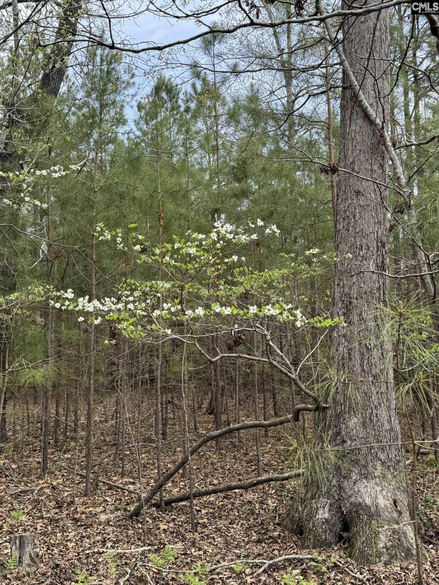 359 Holly Point Road Prosperity, SC 29127 - Photo 7 of 13