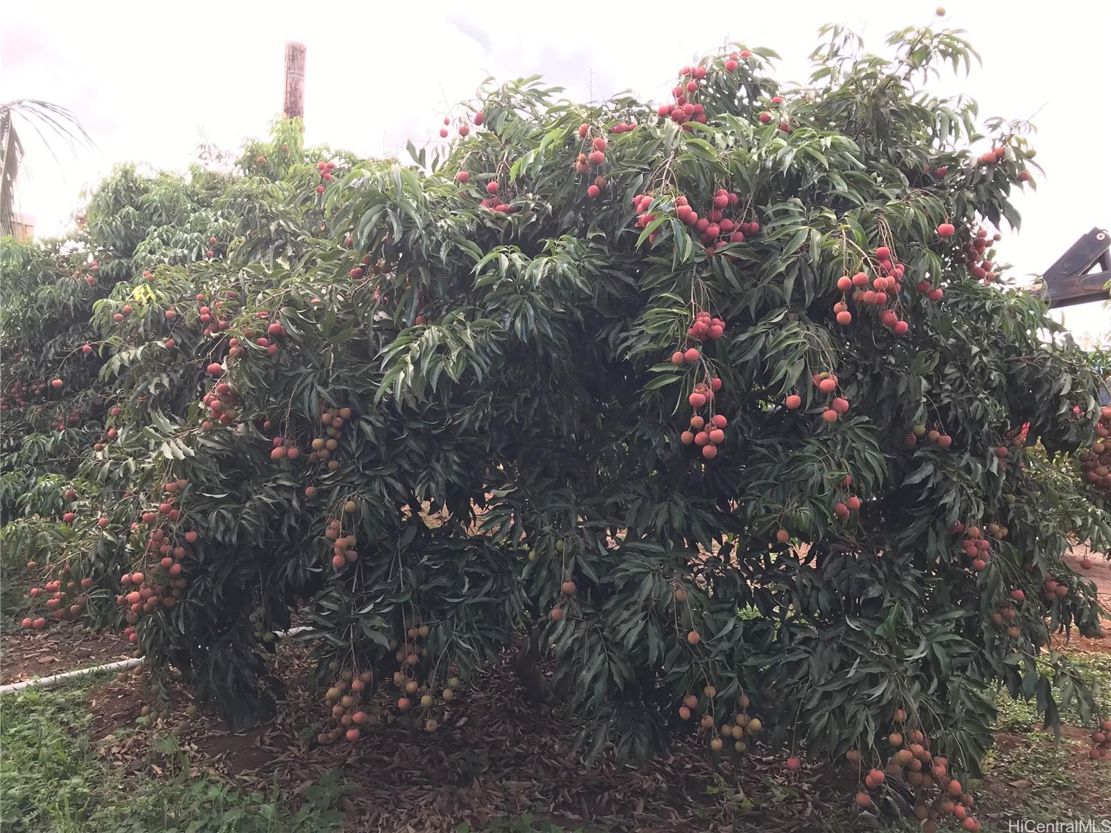 a view of a tree in a yard