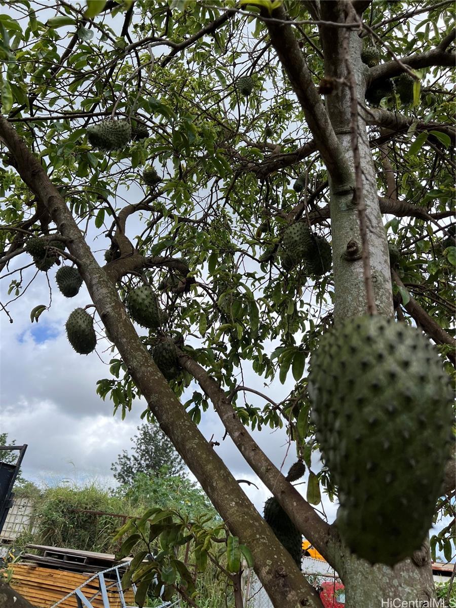 94-1100 Kunia Road, Unit 45B Waipahu, HI 96797 - Photo 11 of 13 a picture of tree
