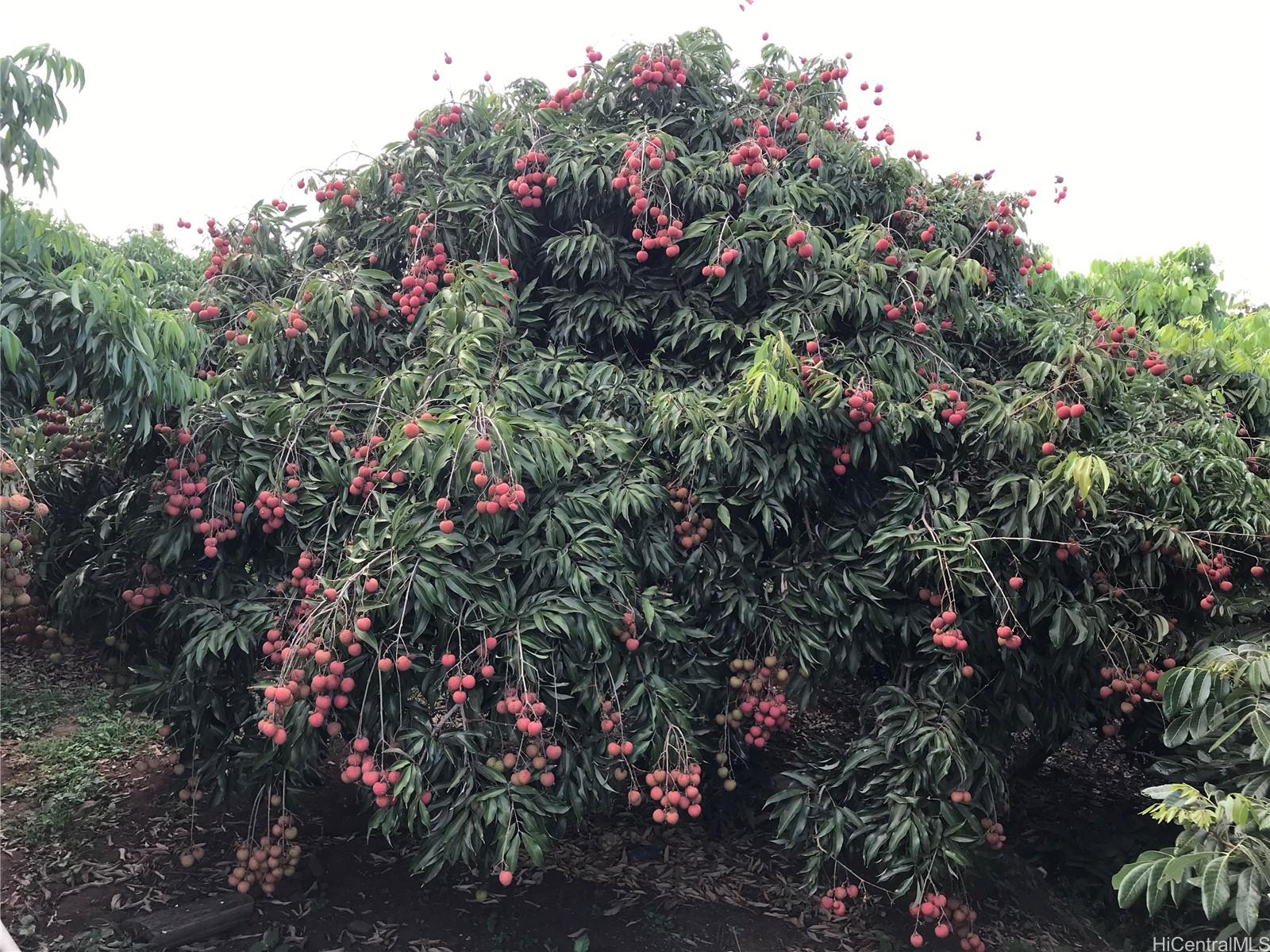 94-1100 Kunia Road, Unit 45 Waipahu, HI 96797 - Photo 2 of 8 unknown