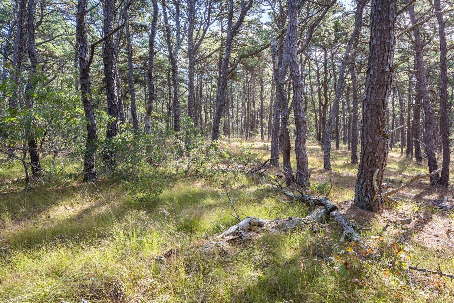 59 South Pamet Road Truro, MA 02666 - Photo 5 of 15 a view of backyard of a house