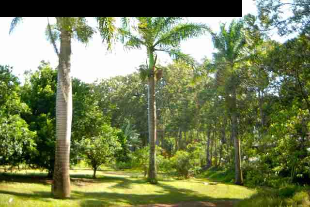 55 Ulumalu Road Haiku, HI 96708 - Photo 25 of 26 a view of a yard with a tree