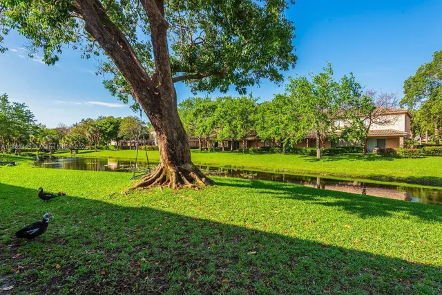 a view of a park with large trees
