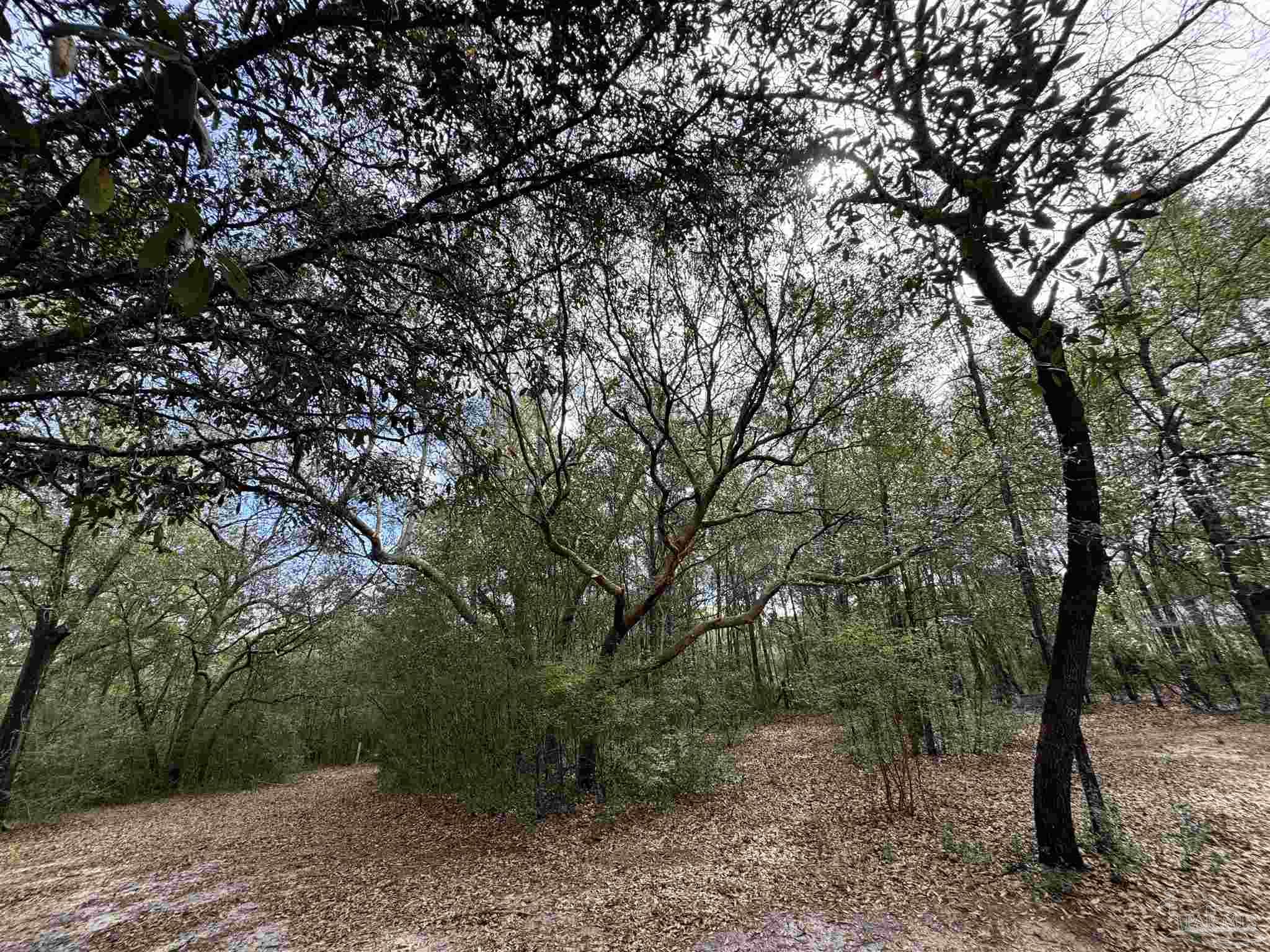6512 Winston Brown Road Milton, FL 32570 - Photo 33 of 37 a view of a forest