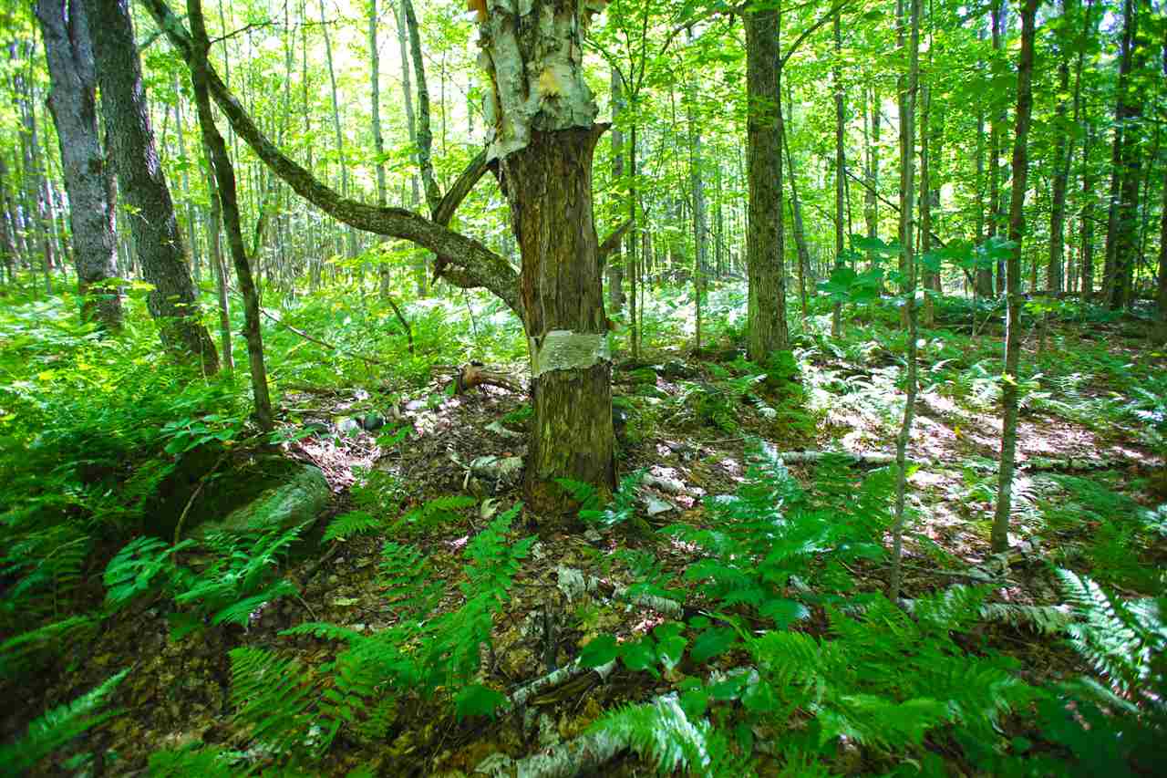 1063 King Road Elmore, VT 05680 - Photo 29 of 40