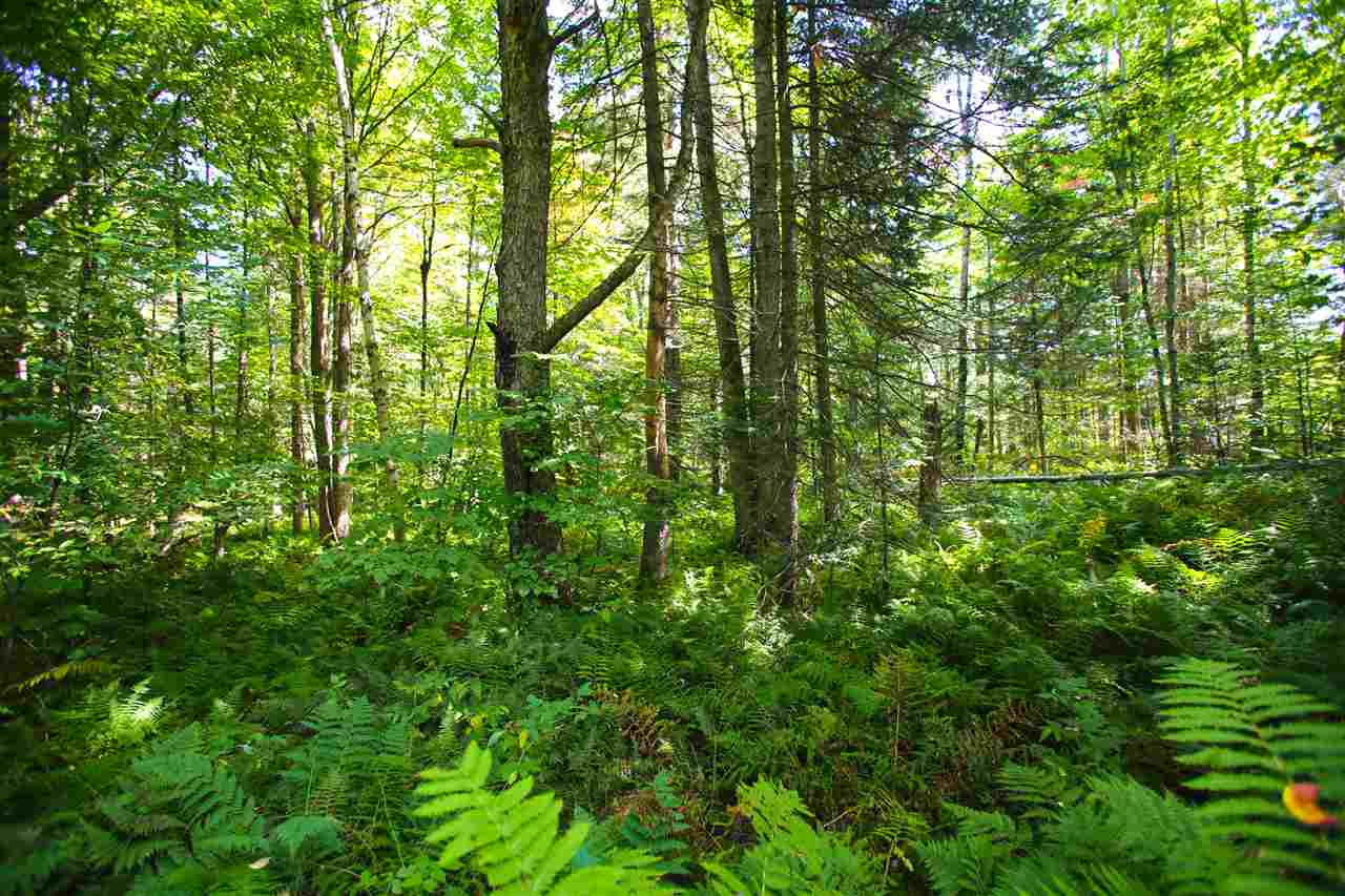 1063 King Road Elmore, VT 05680 - Photo 34 of 40