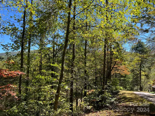 a view of a yard with plants and trees