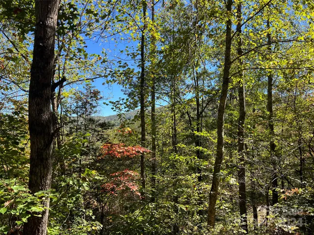 a view of a forest with trees