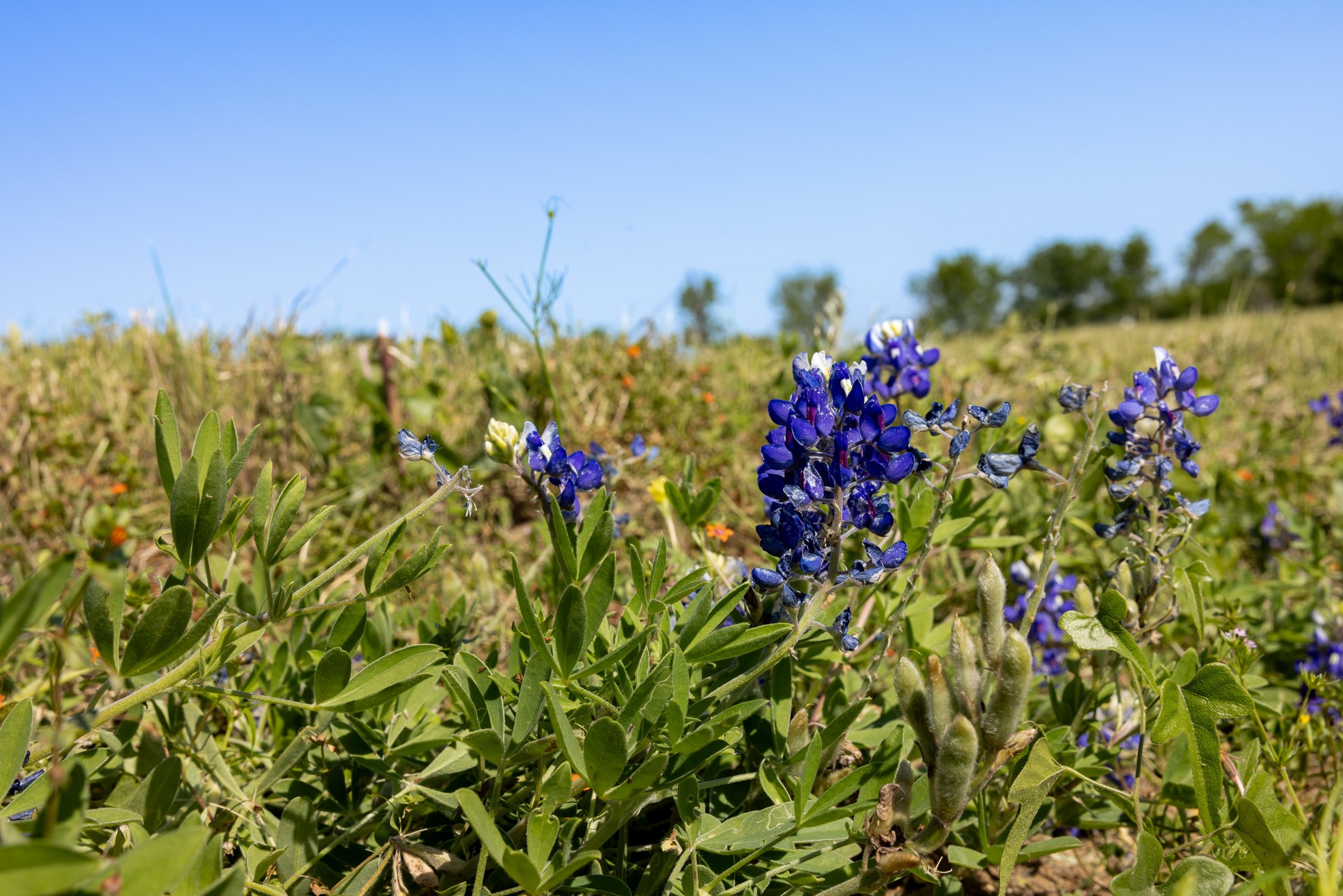 0 Sauney Chapel Road Chappell Hill, TX 77426 - Photo 6 of 10 a view of a flower