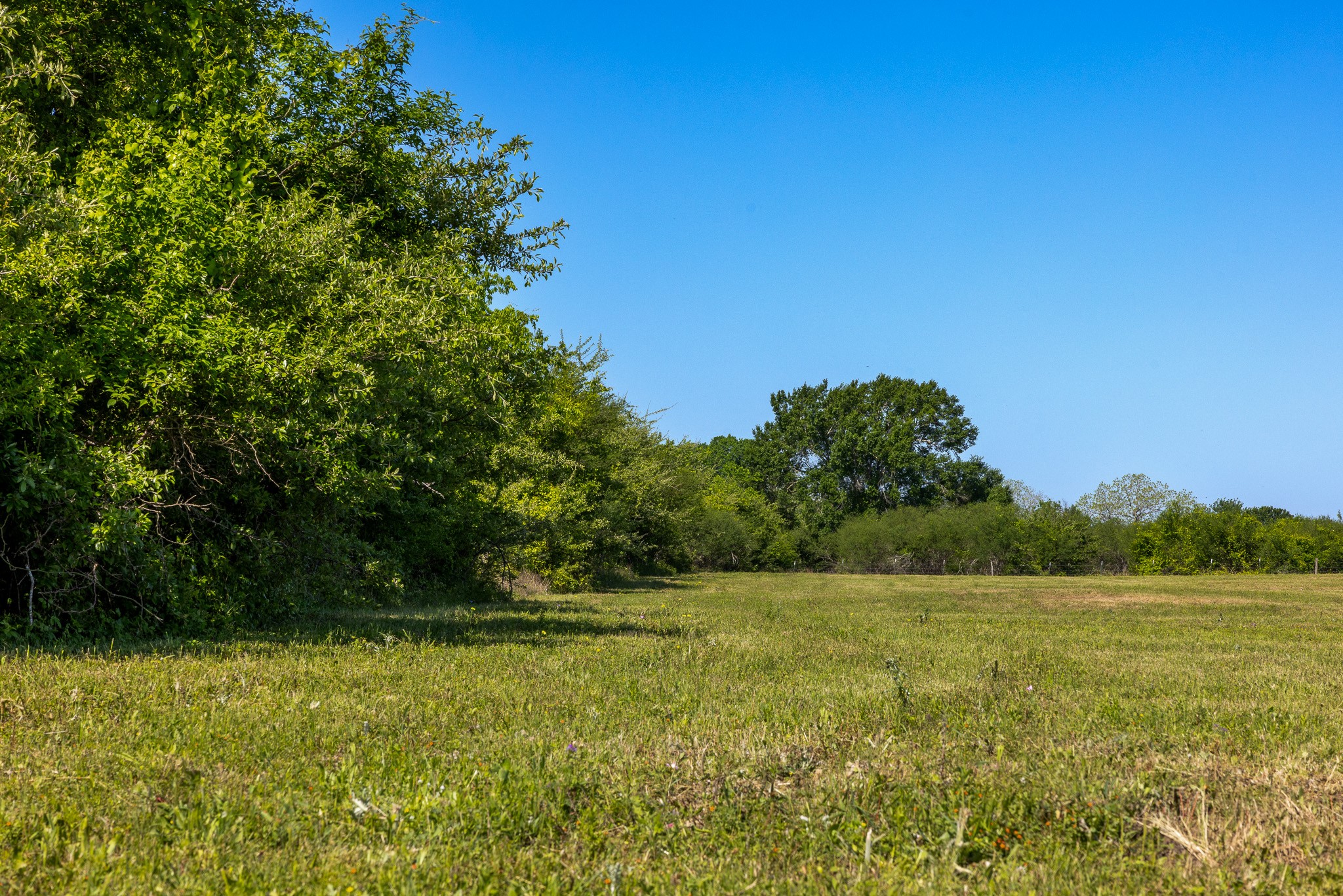 0 Sauney Chapel Road Chappell Hill, TX 77426 - Photo 8 of 10 a view of a field with an trees