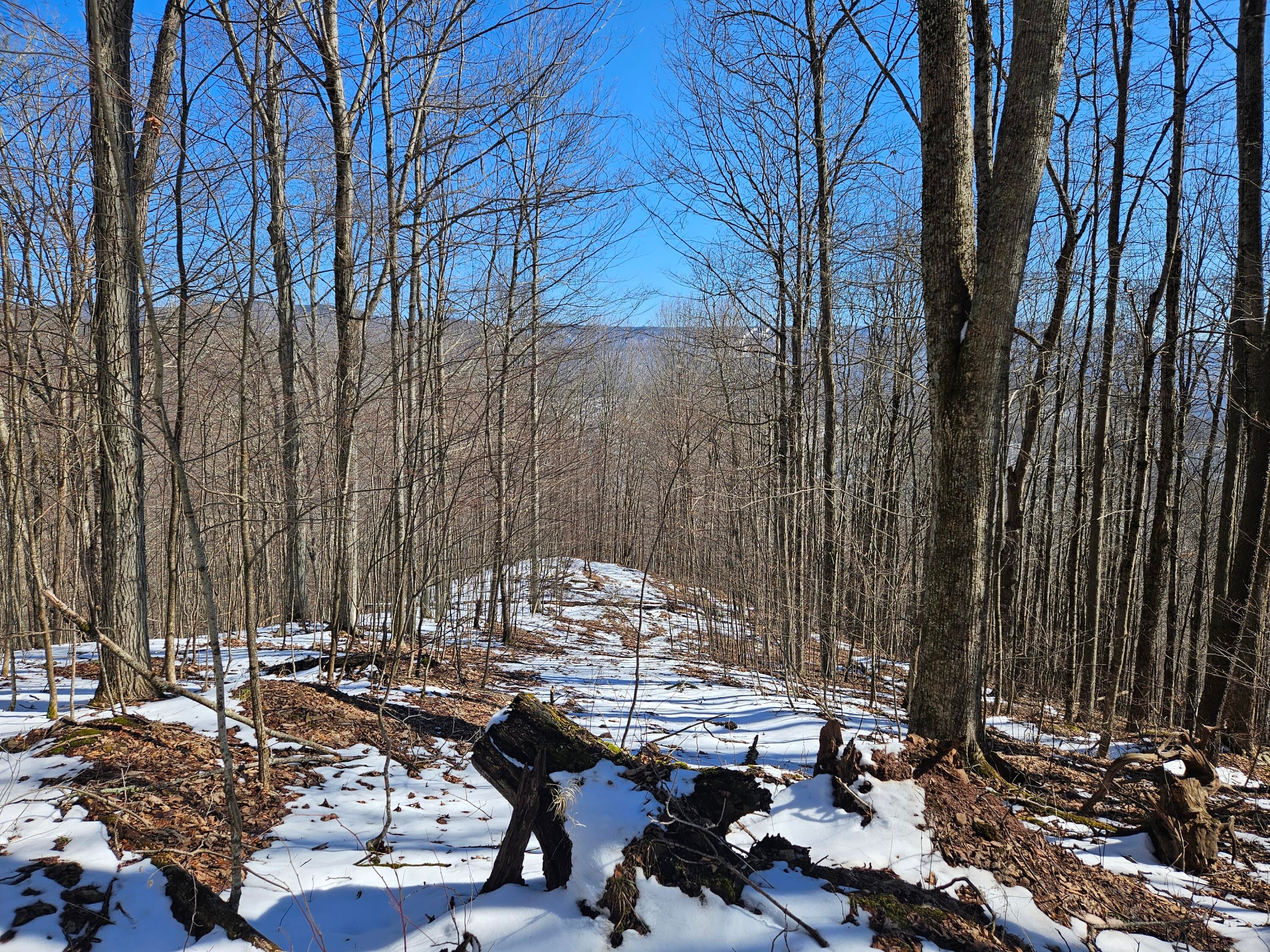 Lot 8 Upper Cherry Grove Road Slatyfork, WV 26291 - Photo 4 of 22 Gallery Image 4