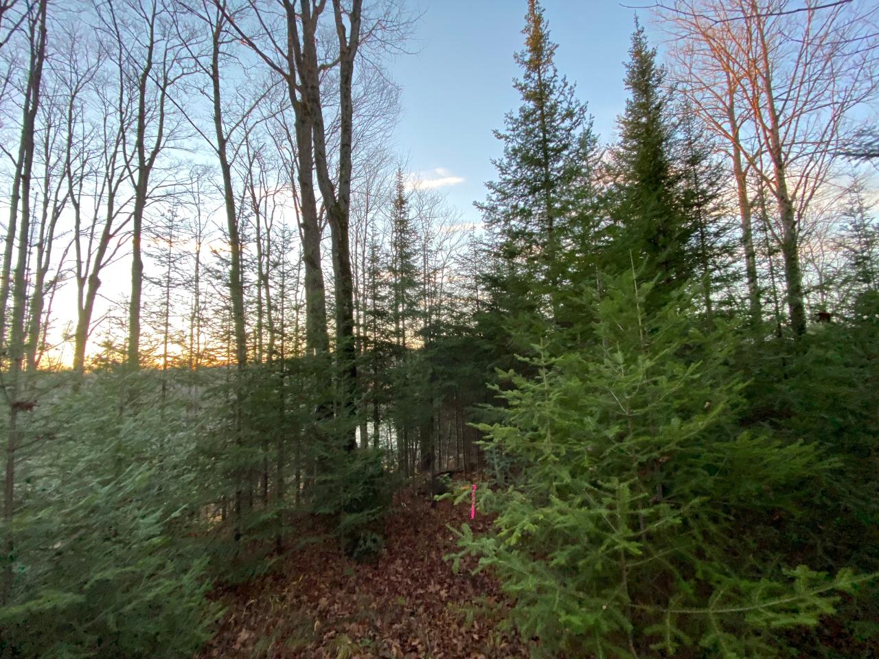 Lot 13 State Line Lake Road East Marenisco, MI 49947 - Photo 17 of 21 Gallery Image 17