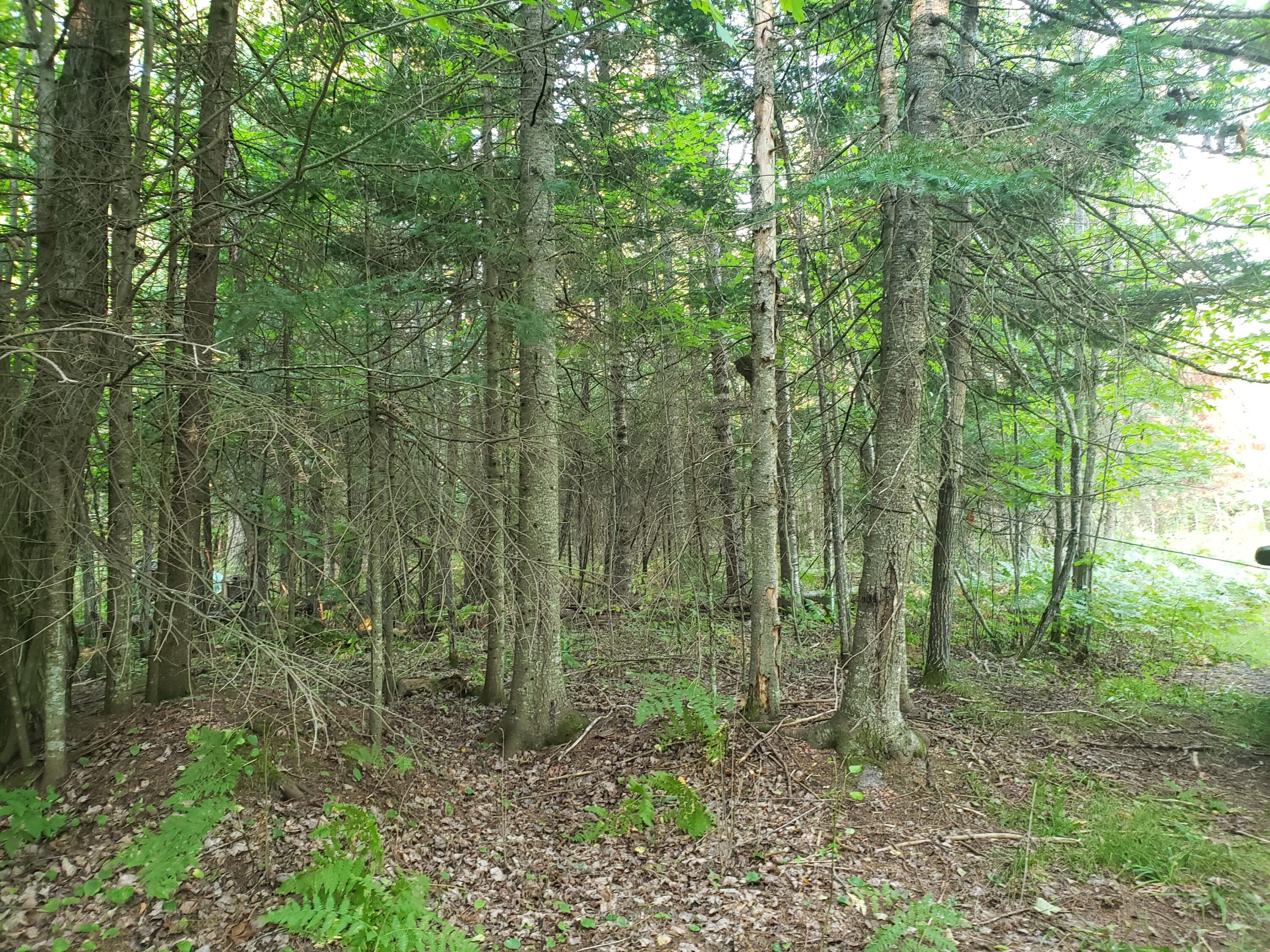 16706 Camp A Road Curtis, MI 49820 - Photo 4 of 13 Gallery Image 4