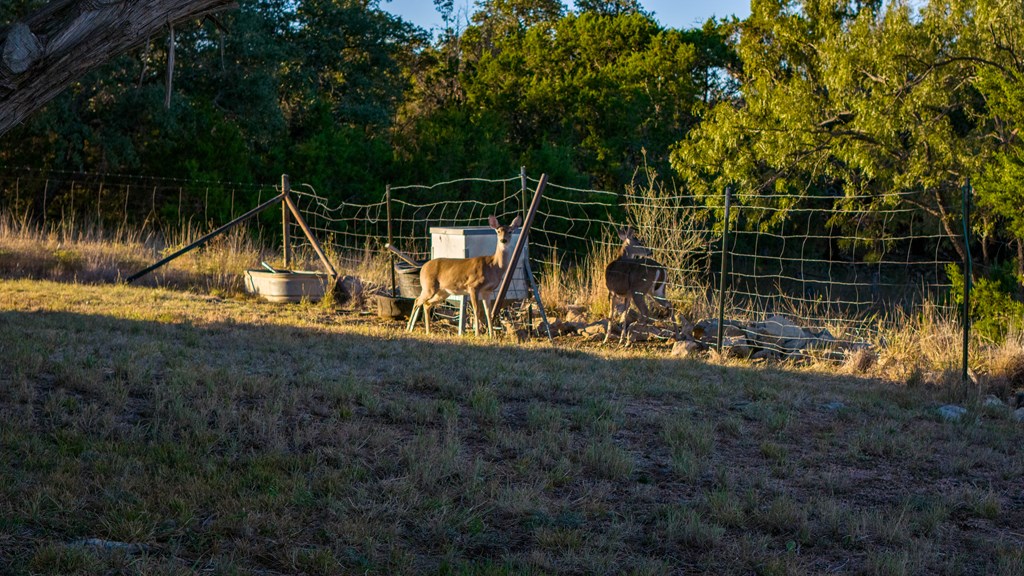 917 Bear Springs Road Mason, TX 76856 - Photo 8 of 38 Gallery Image 8