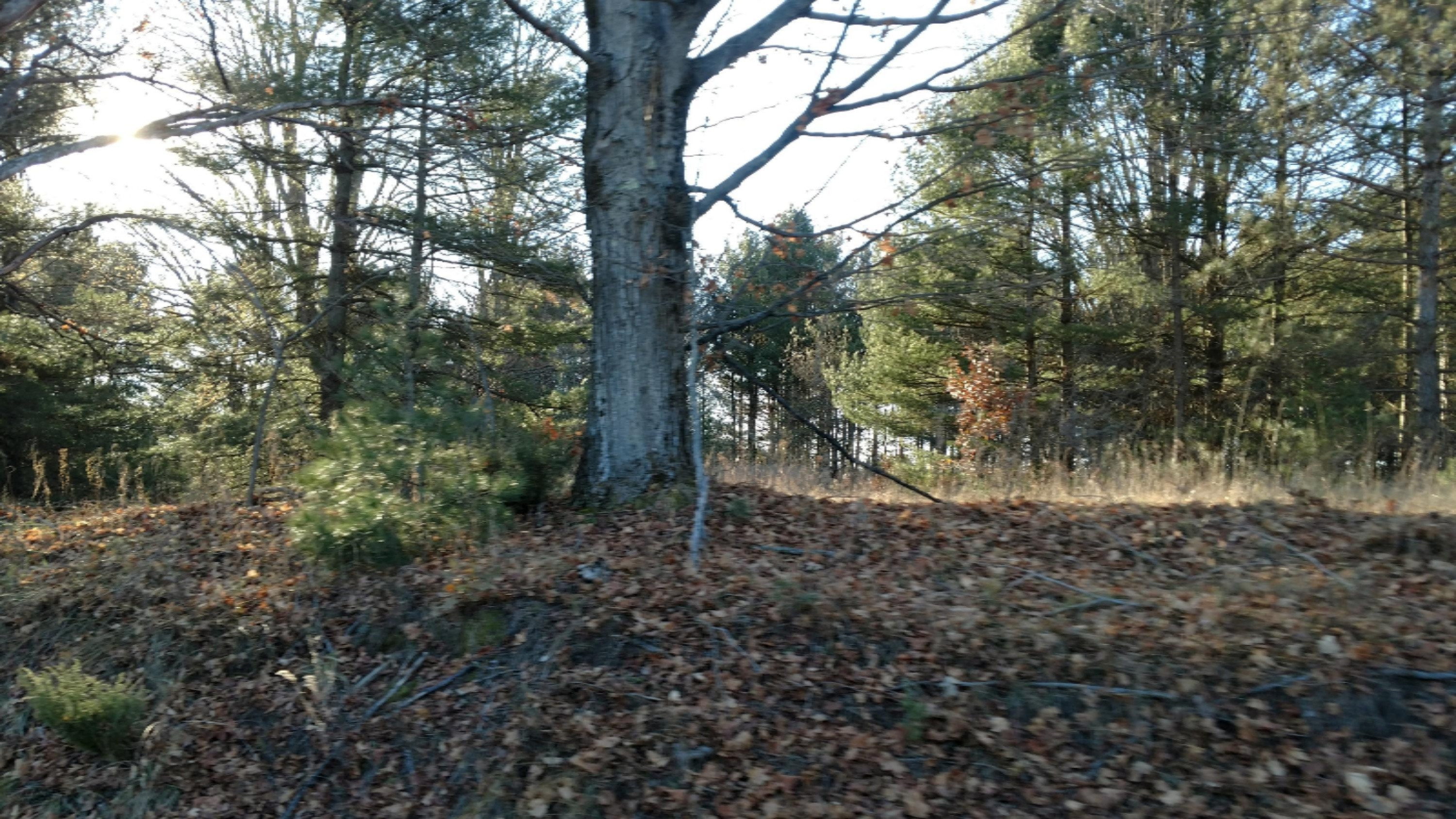 12450 9 Mile Road Kaleva, MI 49645 - Photo 13 of 30 IMG_20171130_150718500