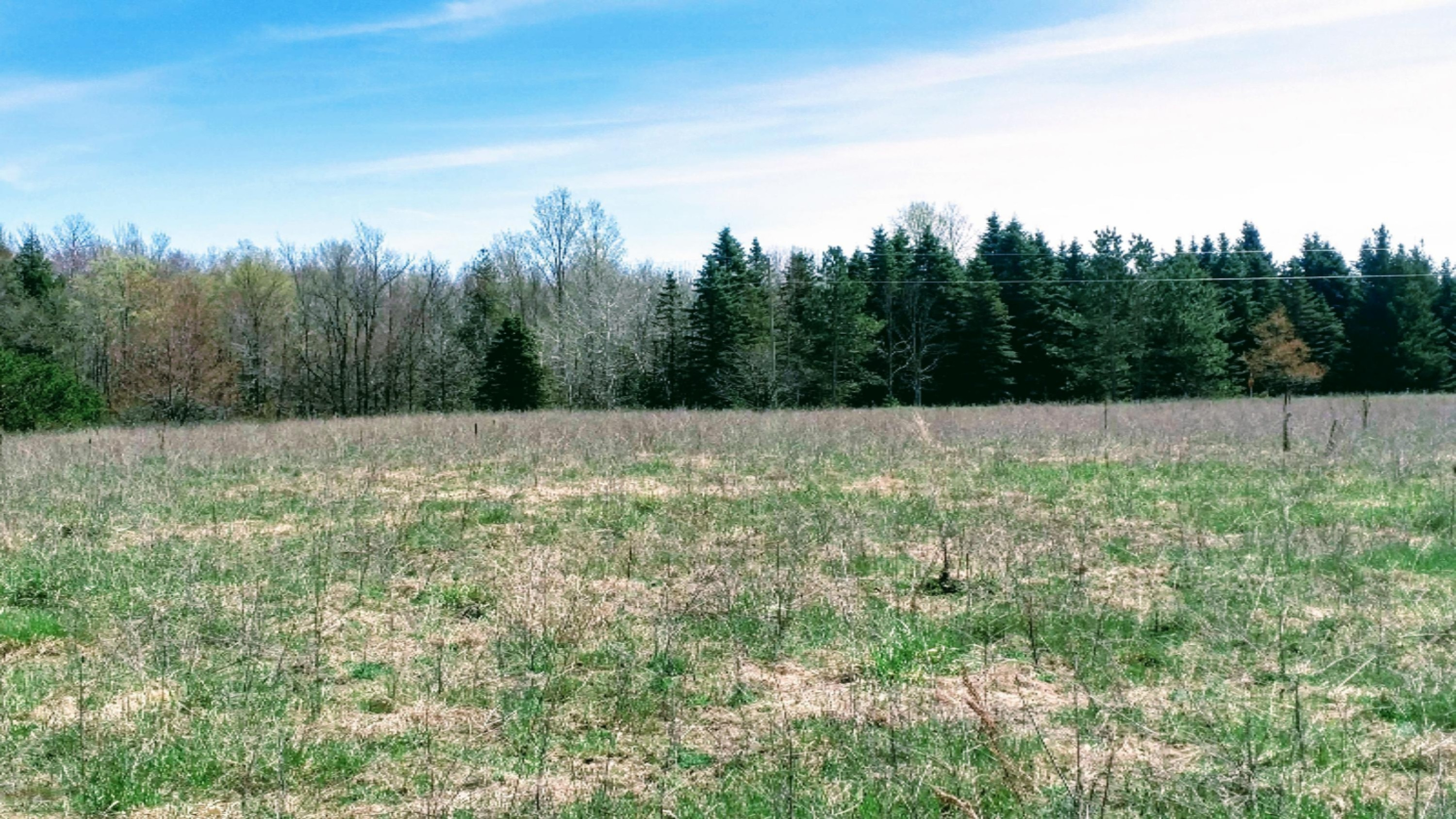 12450 9 Mile Road Kaleva, MI 49645 - Photo 29 of 30 IMG_20190507_122832438_HDR