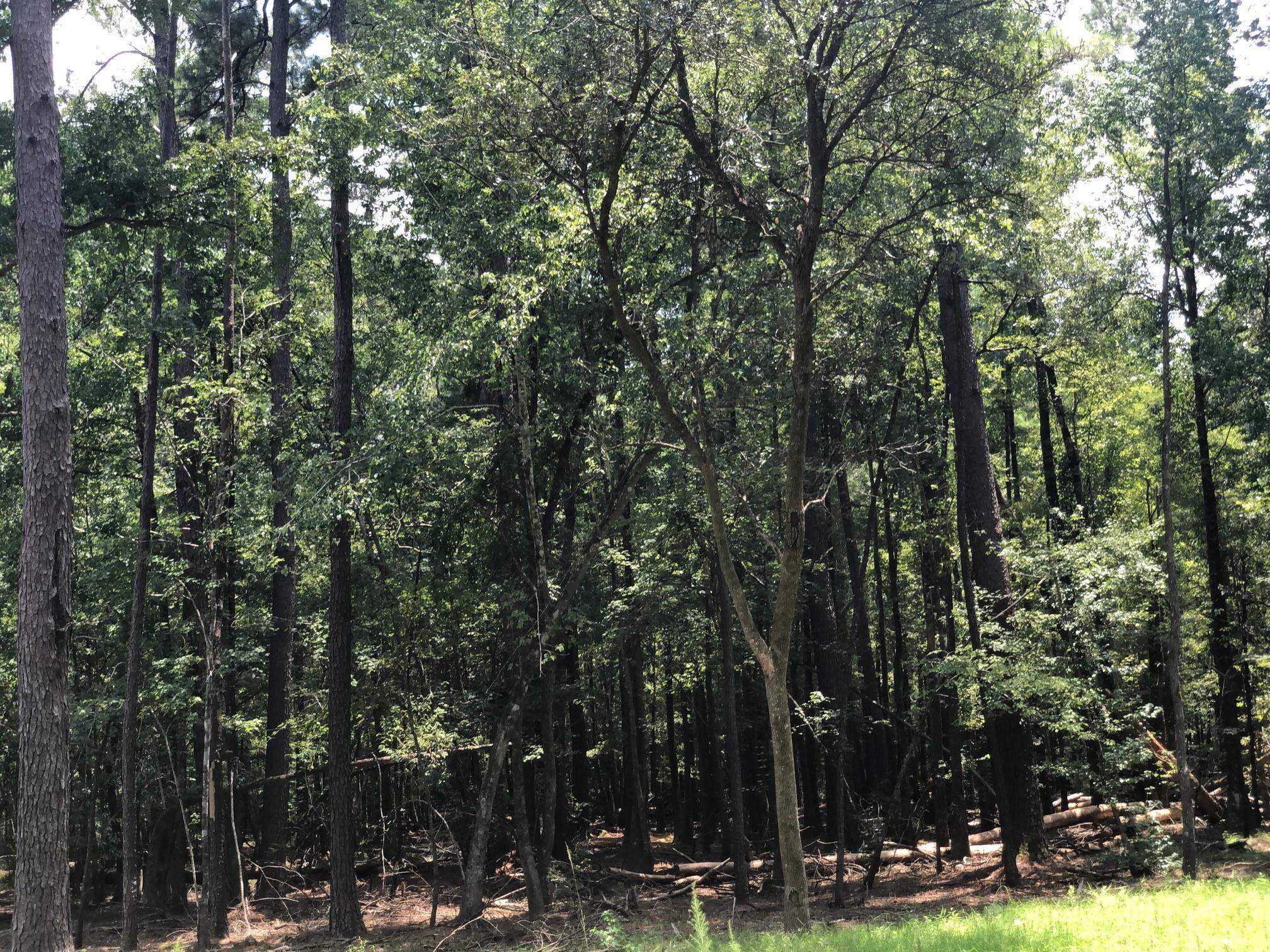 10280 Old Stage Road Stockton, AL 36579 - Photo 7 of 9