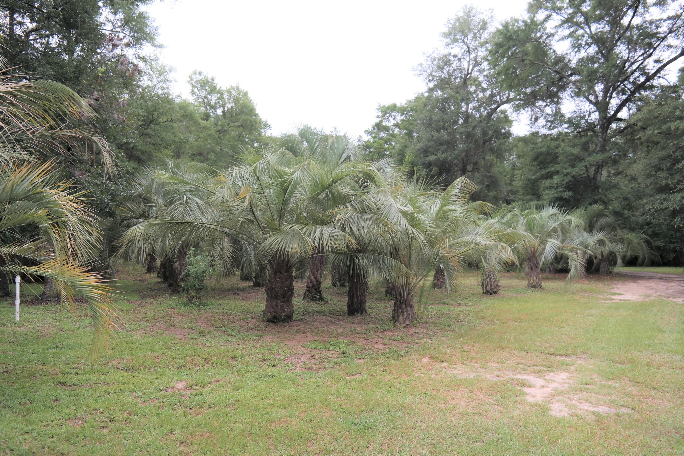 586 Choctawhatchee River Road Ponce de Leon, FL 32455 - Photo 9 of 38 Lot (4)
