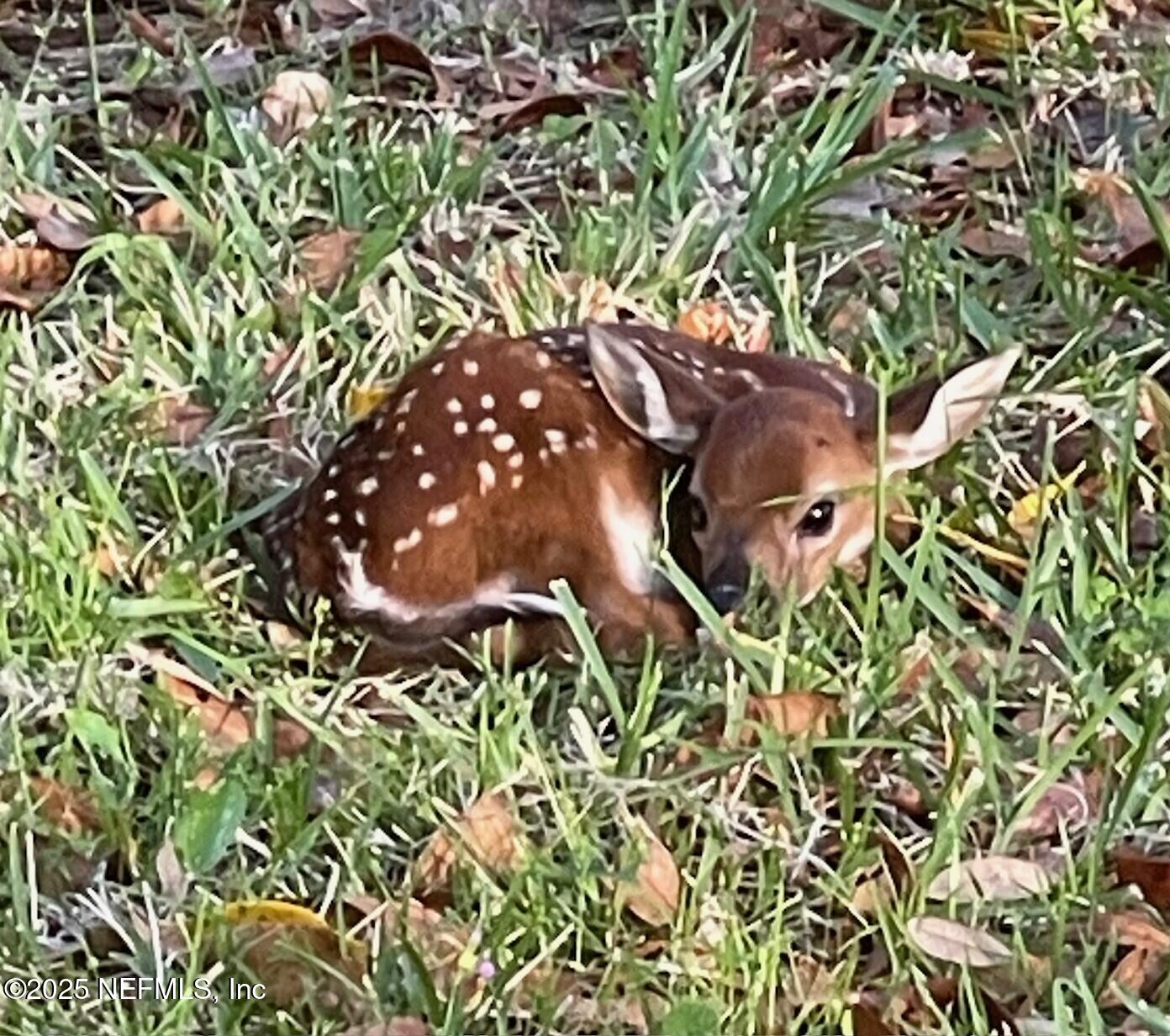 649 Treehouse Circle St. Augustine, FL 32095 - Photo 206 of 207 backyard visitor for 2 days